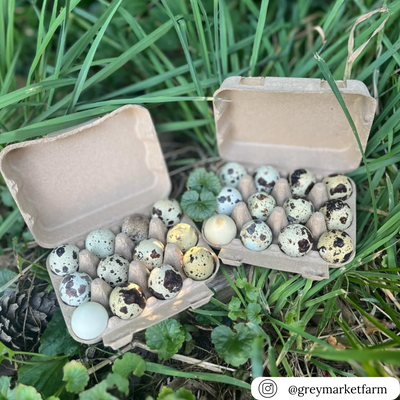 12-egg carton, blank natural recycled pulp filled with quail eggs