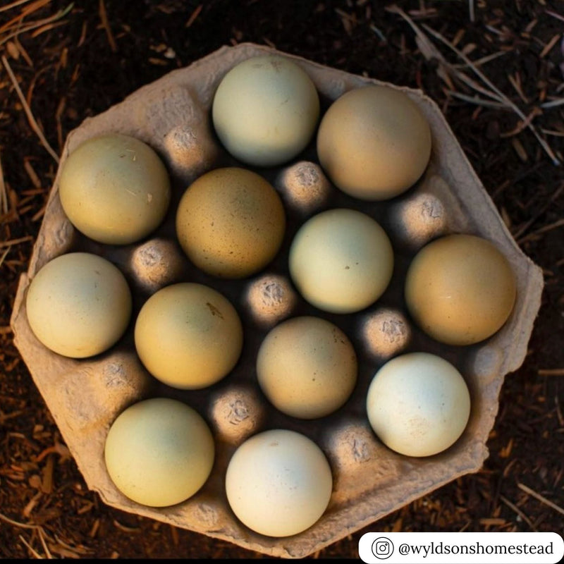 A 12-egg incredible octogon natural paper pulp egg carton filled with green eggs