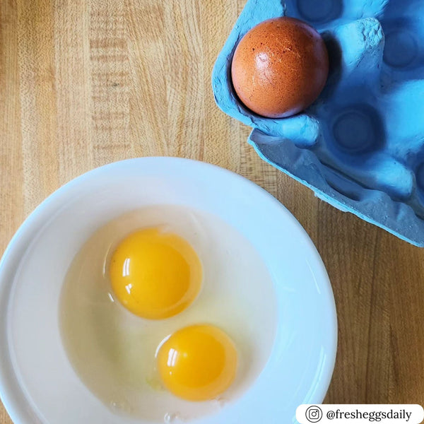 Turquoise Blue Duck and/or Turkey Egg Cartons (6 eggs)