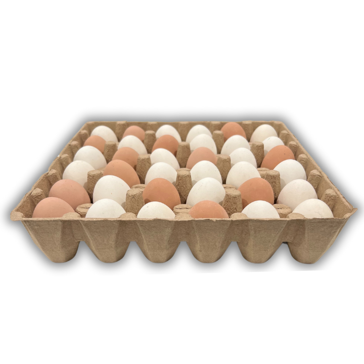 Natural paper pulp tray with 36 cells, side view filled with eggs