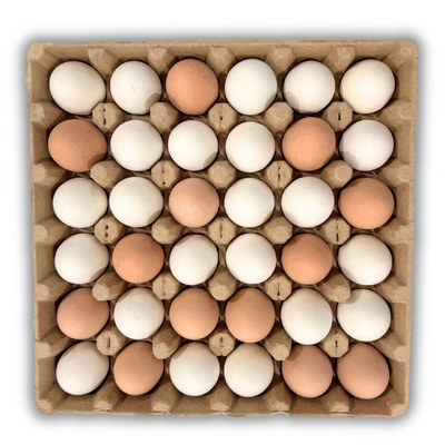 Natural paper pulp tray with 36 cells filled with eggs