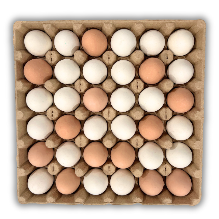 Natural paper pulp tray with 36 cells filled with eggs